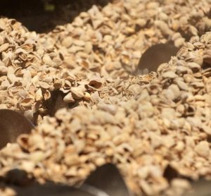 New UC Davis tool helps industry upcycle food byproducts and reduce waste