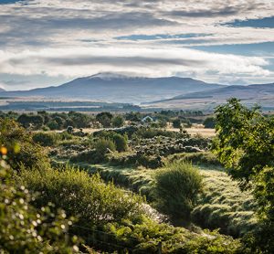Diageo invests £5m in Scotland peatland restoration as part of sustainable whisky production project