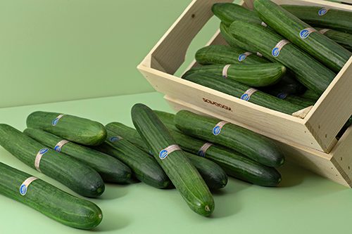 A cucumber coated with Saveggy’s edible, plant-based coating, designed to reduce plastic packaging and extend shelf life.