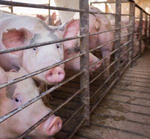 Cranswick apologises for ‘lapse in standards’ after historic pig abuse footage emerges