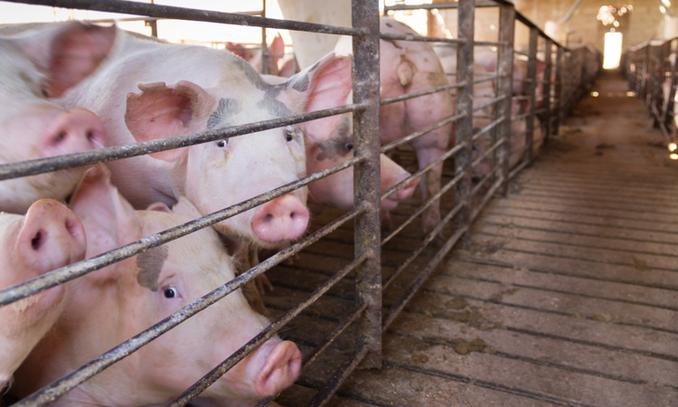 Cranswick apologises for ‘lapse in standards’ after historic pig abuse footage emerges