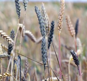 Sooty mould on wheat ears caused by Cladosporium herbarum and Alternaria alternata, fungi that can produce mycotoxins in cereals