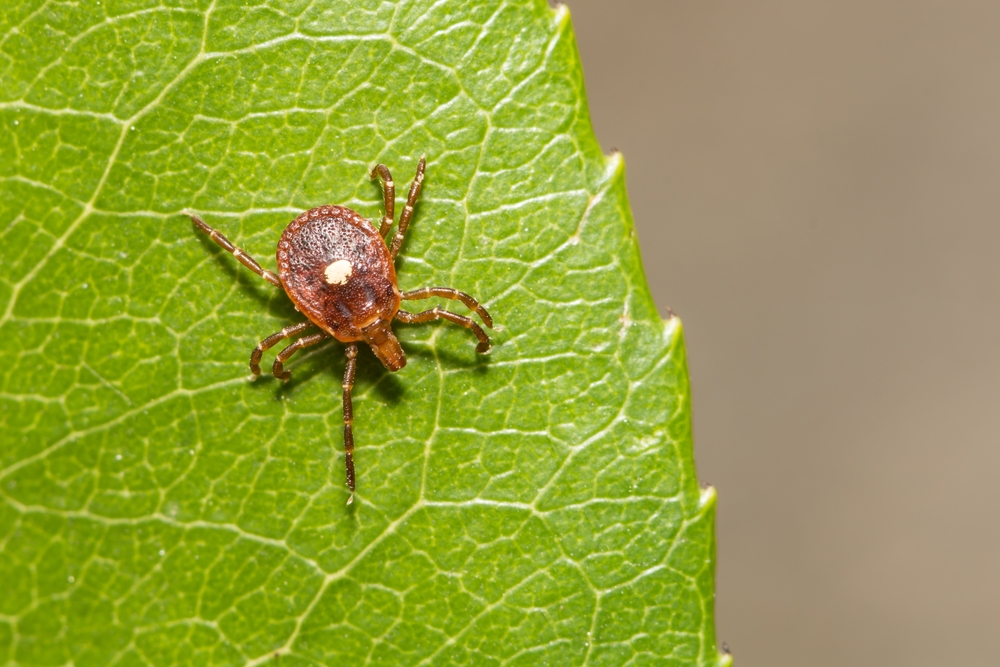 First confirmed death from alpha-gal meat allergy caused by tick bite