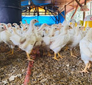 The Government’s upcoming animal welfare strategy must confront the hidden cruelty in the UK egg industry