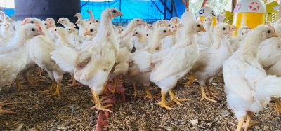 The Government’s upcoming animal welfare strategy must confront the hidden cruelty in the UK egg industry