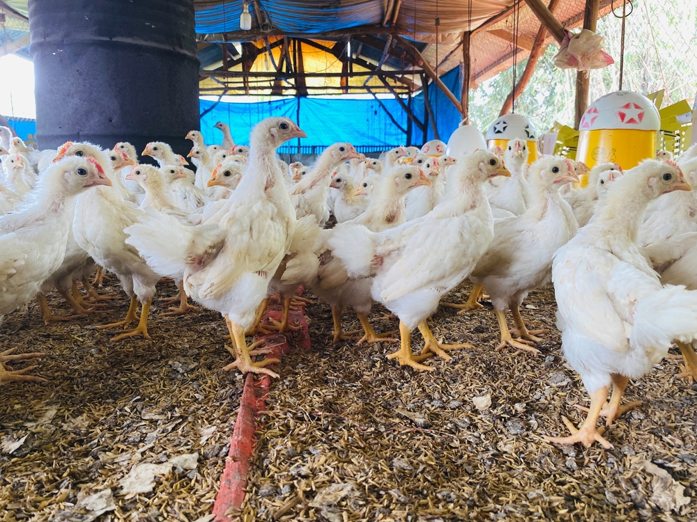 The Government’s upcoming animal welfare strategy must confront the hidden cruelty in the UK egg industry