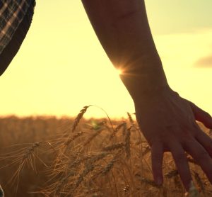 UK food system needs wartime-scale reset to protect economy and NHS