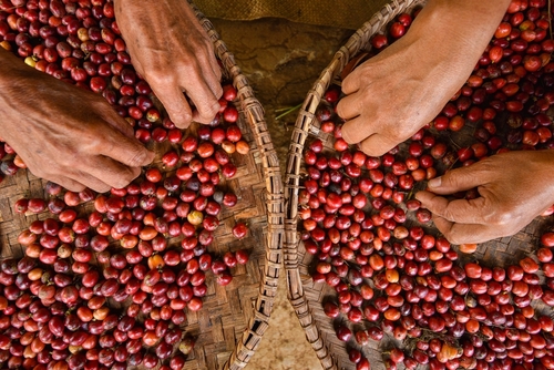 Close-up of ripe red coffee cherries gathered in baskets and being sorted by hand