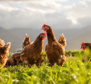 New study highlights demand for standardised animal welfare labelling on meat products