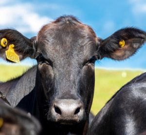 Cow representing the Bayer and dsm-firmenich partnership to improve sustainability and environmental footprint measurement in animal protein production