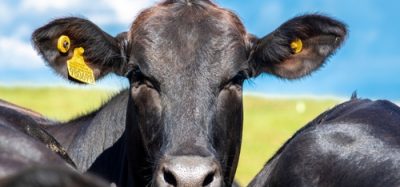 Cow representing the Bayer and dsm-firmenich partnership to improve sustainability and environmental footprint measurement in animal protein production