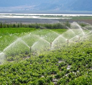 Automatic Sprinkler irrigation system watering in the vegetable farm.