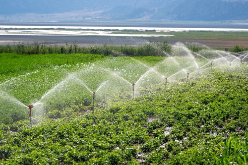 Automatic Sprinkler irrigation system watering in the vegetable farm.