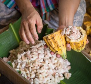 Nestlé develops chocolate-making technique to maximise cocoa fruit yield