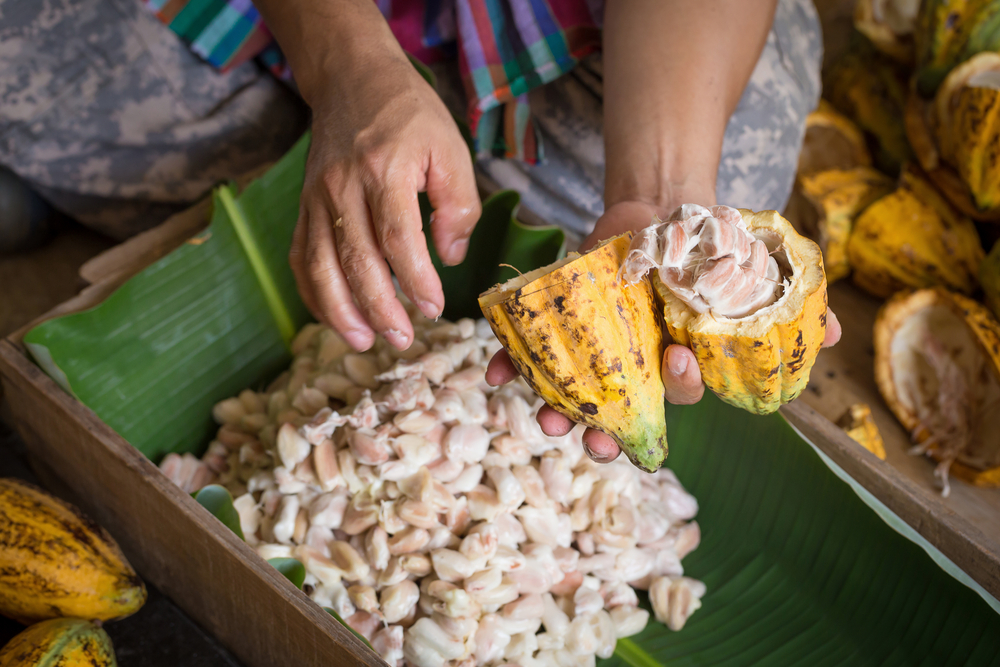 Nestlé develops chocolate-making technique to maximise cocoa fruit yield
