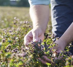 From mustard to peppermint, Ruth Davison explores how Summerdown’s regenerative farming and holistic sustainability are shaping a new model for business and the planet.