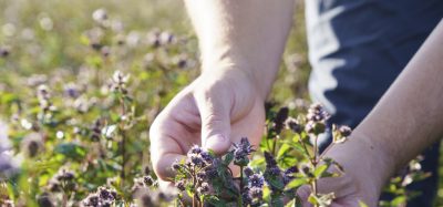 From mustard to peppermint, Ruth Davison explores how Summerdown’s regenerative farming and holistic sustainability are shaping a new model for business and the planet.