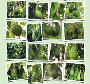 Westfalia Fruit’s avocado precision breeding promises resilient new varieties