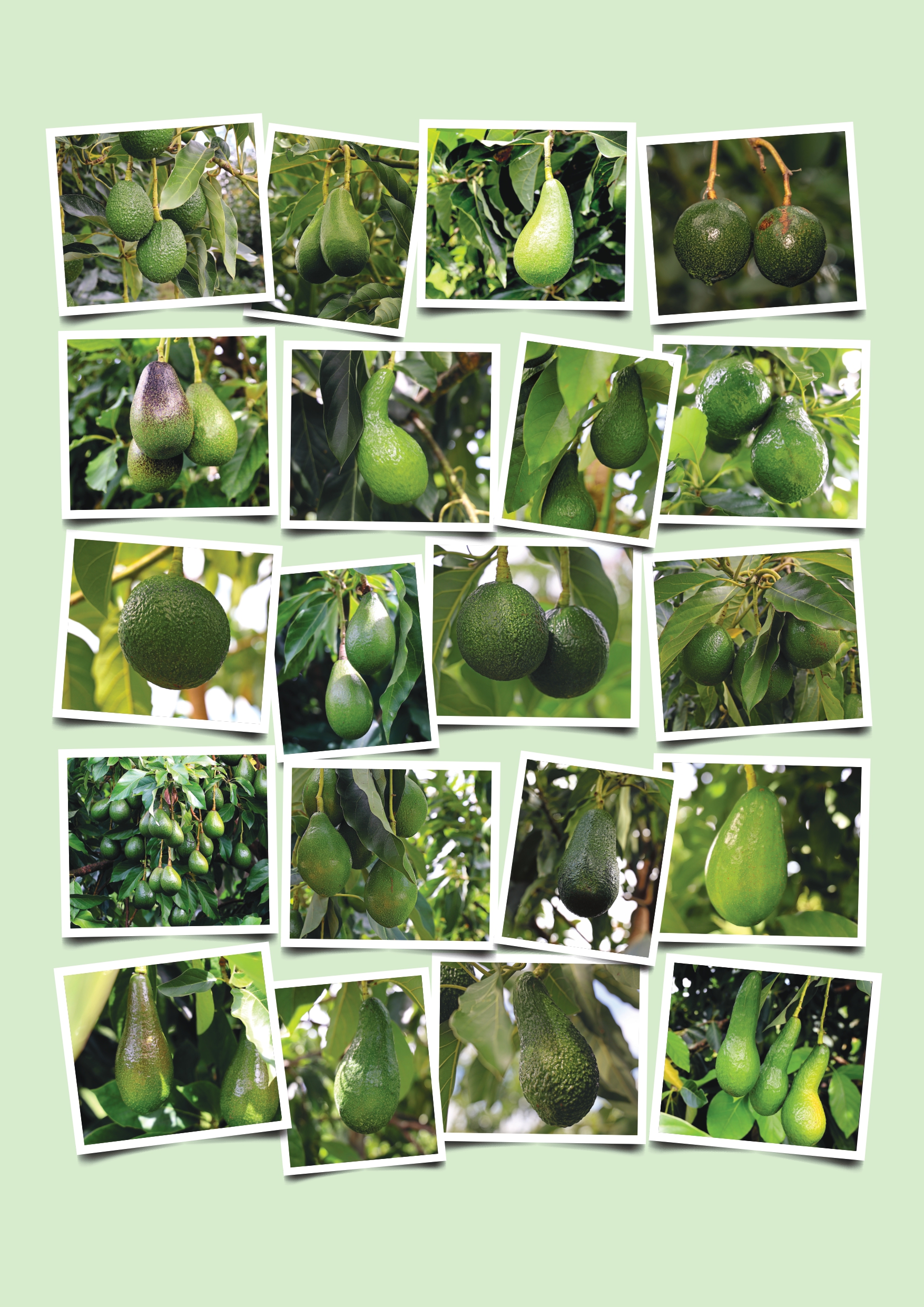 Westfalia Fruit’s avocado precision breeding promises resilient new varieties